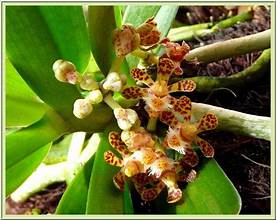 Gastrochilus calceolaris